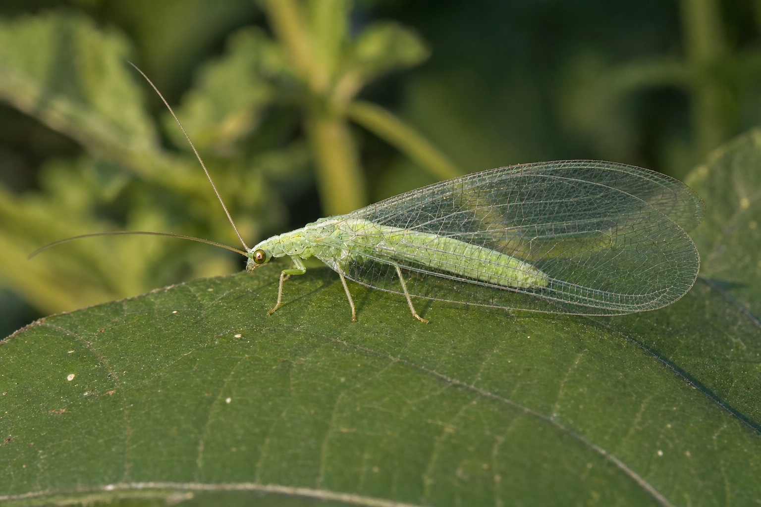 AI-generated editorial illustration of an adult green lacewing with a golden eye, long antennae, and overlapping net-veined wings.