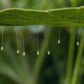 Why lacewing eggs balance on tiny stalks