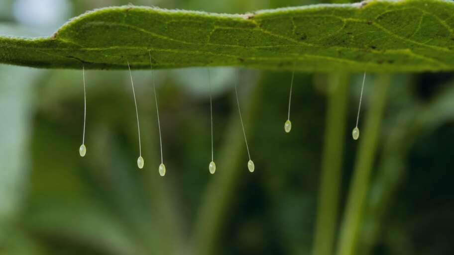 Why lacewing eggs balance on tiny stalks