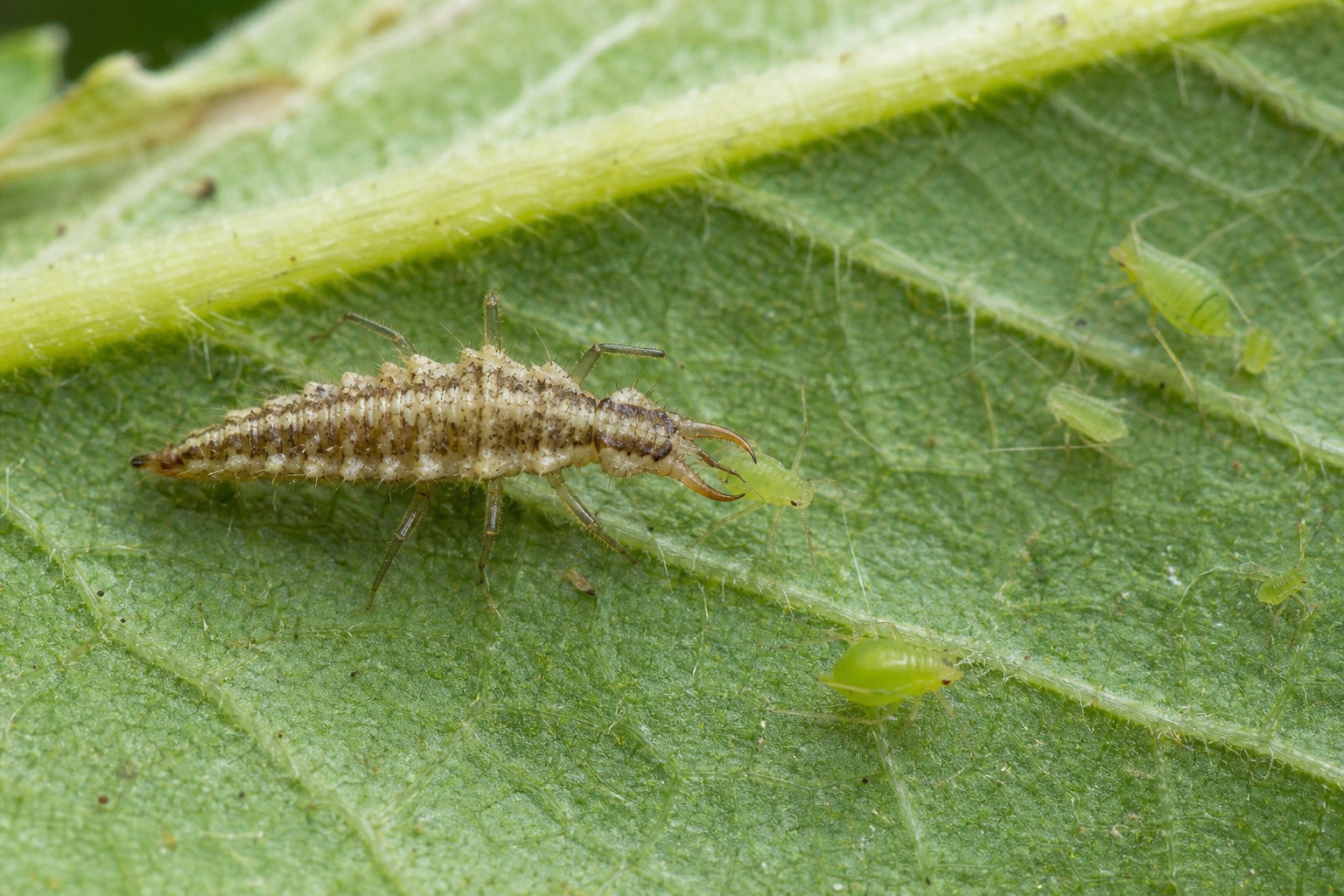 AI-generated editorial illustration of a green lacewing larva using paired curved mouthparts to feed on an aphid beneath a leaf.