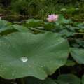 How lotus leaves make rain do the cleaning