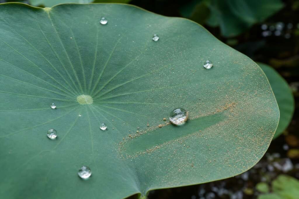 Nearly spherical water droplets sit among fine particles on a dusty sacred lotus leaf, with loose dust gathered around the largest drop.