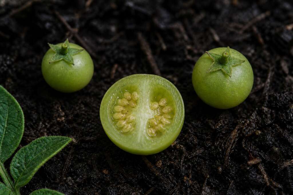 Two whole green potato berries beside a cut berry showing pale seeds inside two moist chambers on dark soil.