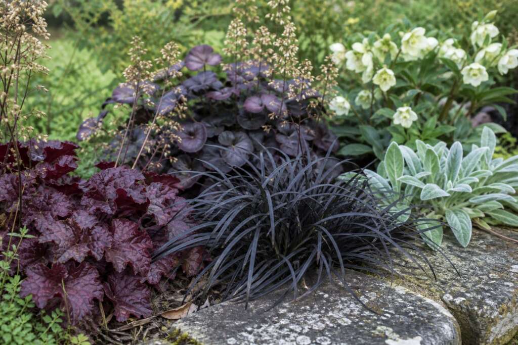 A garden border of black mondo grass, burgundy heuchera, dark purple foliage, silver lamb's ear, white flowers, and weathered stone.