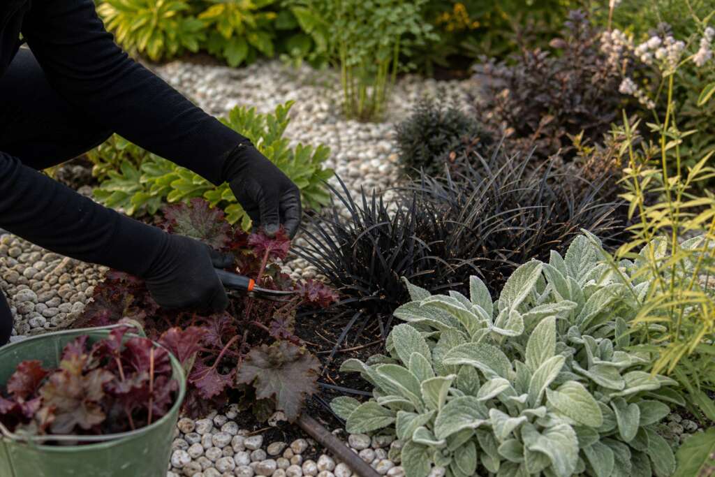 Gloved hands pruning dark foliage beside black mondo grass, burgundy heuchera, silver lamb's ear, pale gravel, and drip irrigation.