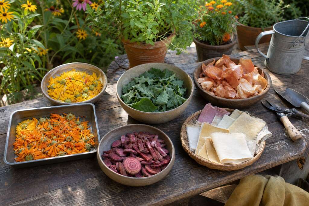 Bowls and trays of yellow petals, green leaves, onion skins, reddish roots, and fabric swatches arranged on a garden potting bench.