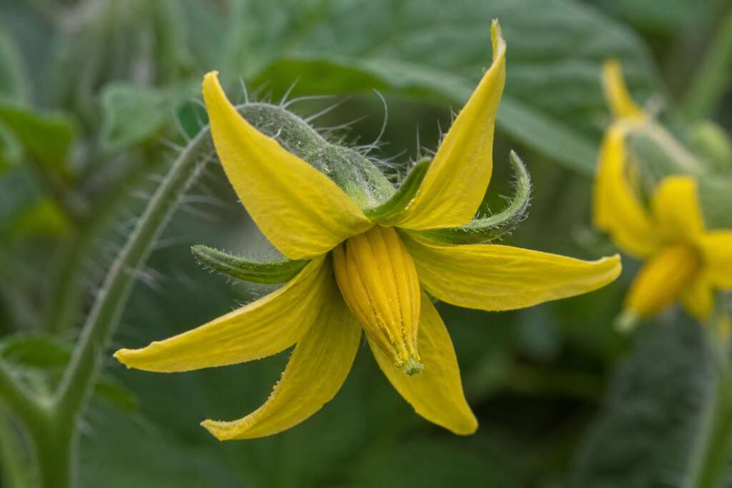 Macro photograph of a yellow tomato flower showing the tight central anther cone and fine pollen.