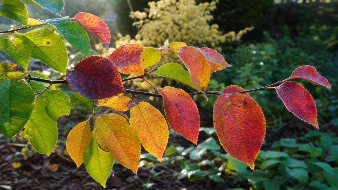 Why autumn leaves blush before they fall