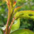 The generations nested inside a summer aphid