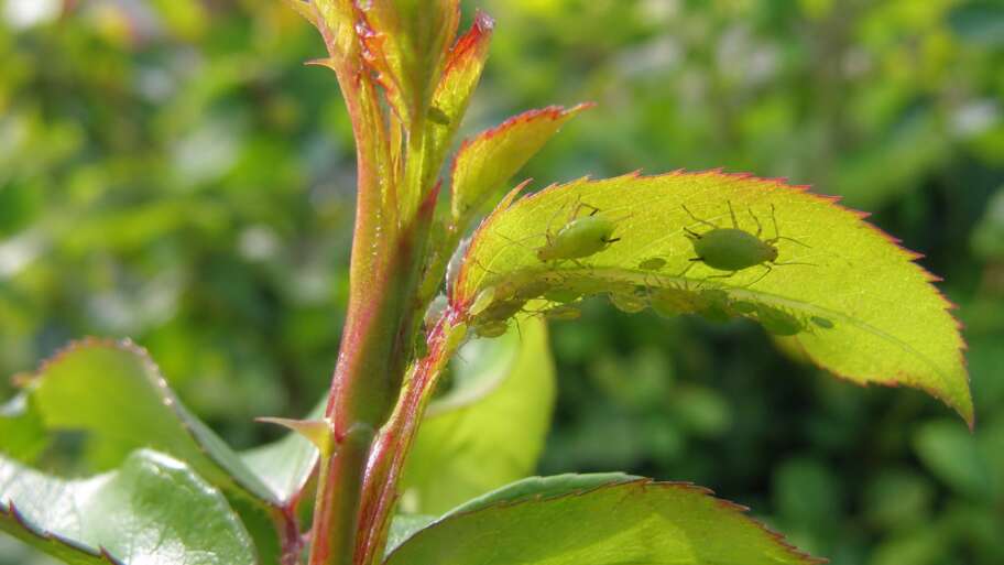 The generations nested inside a summer aphid