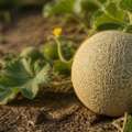 How a cantaloupe grows its net