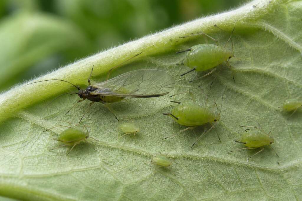 One winged aphid stands among wingless adults and nymphs on the underside of a green leaf.
